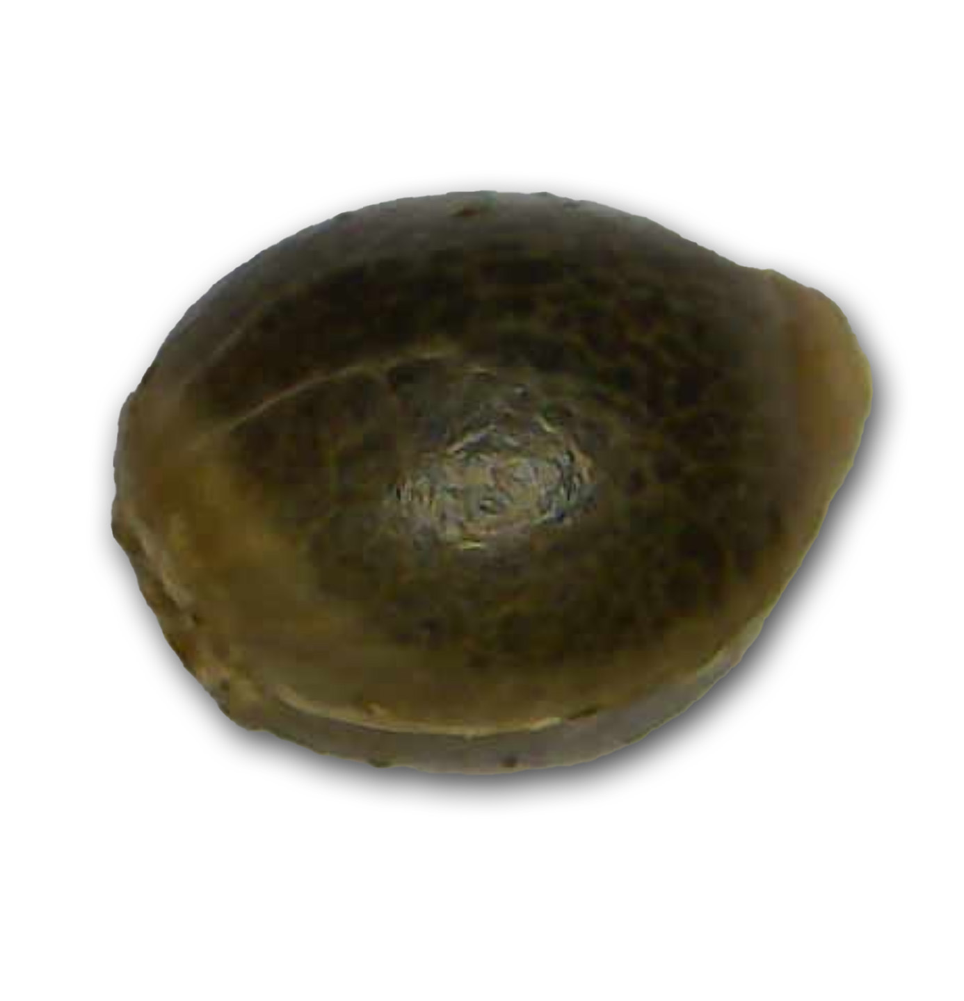 White Widow 2 White Widow Cannabissamen auf weißem Hintergrund